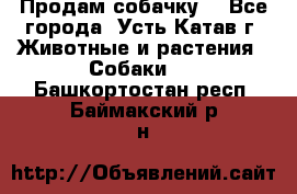 Продам собачку  - Все города, Усть-Катав г. Животные и растения » Собаки   . Башкортостан респ.,Баймакский р-н